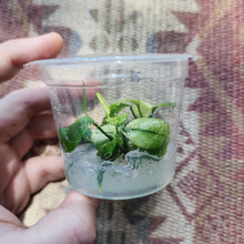 Load image into Gallery viewer, Tissue Culture Anubias Pinto-Aquatic Plants-Glass Grown-Glass Grown Aquatics-Aquarium live fish plants, decor