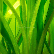 Load image into Gallery viewer, Jungle Vallisneria 3 Pack-Aquatic Plants-Glass Grown-Glass Grown Aquatics-Aquarium live fish plants, decor