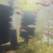 Load image into Gallery viewer, Spotted Rasboras 6 Pack-Live Animals-Glass Grown Aquatics-School of 6-Glass Grown Aquatics-Aquarium live fish plants, decor