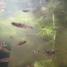 Load image into Gallery viewer, Spotted Rasboras 6 Pack-Live Animals-Glass Grown Aquatics-School of 6-Glass Grown Aquatics-Aquarium live fish plants, decor
