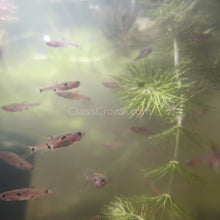 Load image into Gallery viewer, Spotted Rasboras 6 Pack-Live Animals-Glass Grown Aquatics-School of 6-Glass Grown Aquatics-Aquarium live fish plants, decor