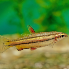 Load image into Gallery viewer, Golden Pencilfish 6 Pack-Live Animals-Glass Grown Aquatics-School of 6-Glass Grown Aquatics-Aquarium live fish plants, decor