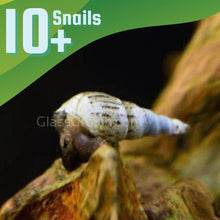 Load image into Gallery viewer, Malaysian Trumpet 10+ Snails-Live Animals-Glass Grown-Glass Grown Aquatics-Aquarium live fish plants, decor