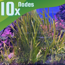 Load image into Gallery viewer, True Sagittaria Subulata 10 Plants-Aquatic Plants-Glass Grown-10x Plants-Glass Grown Aquatics-Aquarium live fish plants, decor