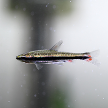 Load image into Gallery viewer, Golden Pencilfish 6 Pack-Live Animals-Glass Grown Aquatics-School of 6-Glass Grown Aquatics-Aquarium live fish plants, decor