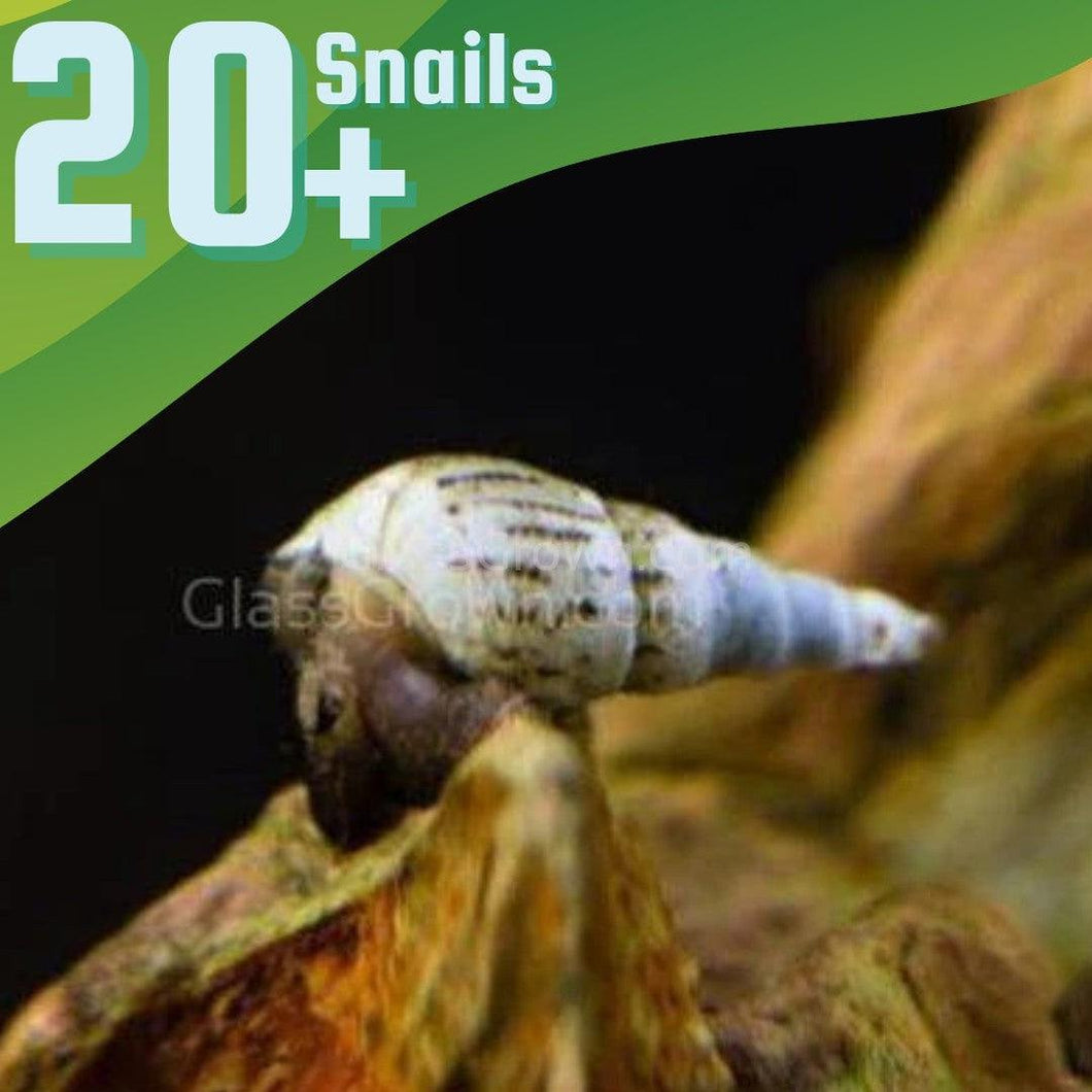 Malaysian Trumpet 20+ Snails-Live Animals-Glass Grown-Glass Grown Aquatics-Aquarium live fish plants, decor