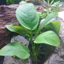 Load image into Gallery viewer, Anubias Nana-Aquatic Plants-Glass Grown-Glass Grown Aquatics-Aquarium live fish plants, decor