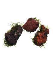 Load image into Gallery viewer, Java on a Lava! Java Moss on a Lava Rock-Aquatic Plants-Glass Grown-One Rock-Glass Grown Aquatics-Aquarium live fish plants, decor