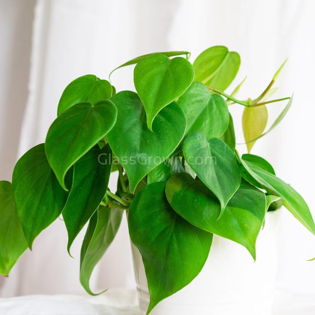 Philodendron Heartleaf Green Stem Rooted Stems or Pots – Glass Grown  Aquatics