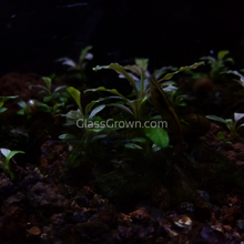 Load image into Gallery viewer, Assorted Bucephalandra Tub-Aquatic Plants-Glass Grown Aquatics-Glass Grown Aquatics-Aquarium live fish plants, decor
