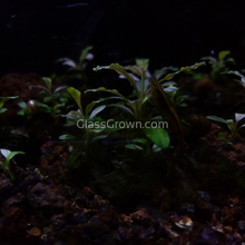 Load image into Gallery viewer, Assorted Bucephalandra Tub-Aquatic Plants-Glass Grown Aquatics-Glass Grown Aquatics-Aquarium live fish plants, decor