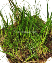 Load image into Gallery viewer, Dwarf Hairgrass 4" Coco Mat-Aquatic Plants-Glass Grown Aquatics-Glass Grown Aquatics-Aquarium live fish plants, decor
