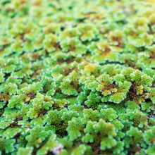 Load image into Gallery viewer, Azolla Fairy Moss Floaters 2oz Portion-Aquatic Plants-Glass Grown Aquatics-Glass Grown Aquatics-Aquarium live fish plants, decor