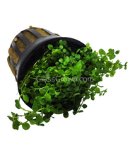 Load image into Gallery viewer, Monte Carlo 3-10 Pots-Aquatic Plants-Glass Grown-3x Pots-Glass Grown Aquatics-Aquarium live fish plants, decor