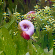 Load image into Gallery viewer, Pink Pearl Ramshorn 10+ Snails-Live Animals-Glass Grown-Glass Grown Aquatics-Aquarium live fish plants, decor