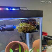 Load image into Gallery viewer, Christmas Moss 2oz Portion-Aquatic Plants-Glass Grown-One 2 oz Cup-Glass Grown Aquatics-Aquarium live fish plants, decor