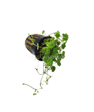Load image into Gallery viewer, Potted Hydrocotyle tripartita Japan-Aquatic Plants-Glass Grown-Glass Grown Aquatics-Aquarium live fish plants, decor