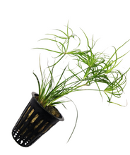 Load image into Gallery viewer, Potted Juncus Repens-Aquatic Plants-Glass Grown-Glass Grown Aquatics-Aquarium live fish plants, decor