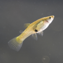 Load image into Gallery viewer, Green Cobra Endler 6 Fry Pack-Live Animals-Glass Grown-School of 6-Glass Grown Aquatics-Aquarium live fish plants, decor