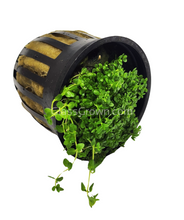 Load image into Gallery viewer, Potted Dwarf Baby Tears-Aquatic Plants-Glass Grown-Glass Grown Aquatics-Aquarium live fish plants, decor