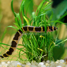 Load image into Gallery viewer, Kuhli Loach 3 Pack-Live Animals-Glass Grown Aquatics-School of 3-Glass Grown Aquatics-Aquarium live fish plants, decor