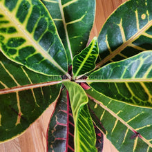 Load image into Gallery viewer, Croton 'Petra' 3" Pot-Indoor & Outdoor Plants-Glass Grown Aquatics-Glass Grown Aquatics-Aquarium live fish plants, decor