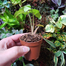 Load image into Gallery viewer, Assorted Arrowhead 2" (3 Pots)-Indoor & Outdoor Plants-Glass Grown-Single 2" Pot-Glass Grown Aquatics-Aquarium live fish plants, decor