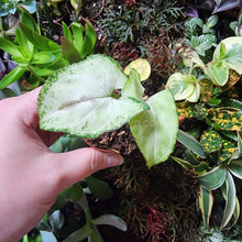 Load image into Gallery viewer, Assorted Arrowhead 2" (3 Pots)-Indoor & Outdoor Plants-Glass Grown-Single 2" Pot-Glass Grown Aquatics-Aquarium live fish plants, decor