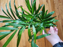 Load image into Gallery viewer, Bella Palm-Aquatic Plants-Glass Grown-Glass Grown Aquatics-Aquarium live fish plants, decor