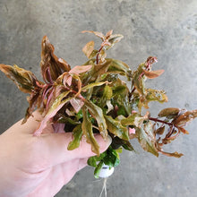 Load image into Gallery viewer, Bunch Ammania Gracilis-Aquatic Plants-Glass Grown Aquatics-Glass Grown Aquatics-Aquarium live fish plants, decor