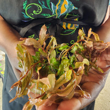 Load image into Gallery viewer, Bunch Ammania Gracilis-Aquatic Plants-Glass Grown Aquatics-Glass Grown Aquatics-Aquarium live fish plants, decor