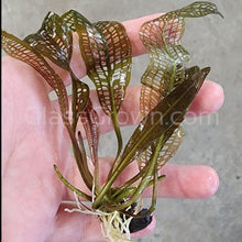 Load image into Gallery viewer, Madagascar Lace Bulb-Aquatic Plants-Glass Grown-Glass Grown Aquatics-Aquarium live fish plants, decor