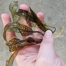 Load image into Gallery viewer, Madagascar Lace Bulb-Aquatic Plants-Glass Grown-Glass Grown Aquatics-Aquarium live fish plants, decor