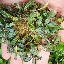 Load image into Gallery viewer, Mystery Buce Mini-Aquatic Plants-Glass Grown Aquatics-Glass Grown Aquatics-Aquarium live fish plants, decor