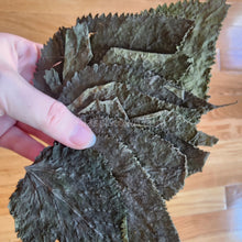 Load image into Gallery viewer, Whole Malaysian Mulberry 10 Leaves-Aquarium Decor-Glass Grown Aquatics-Glass Grown Aquatics-Aquarium live fish plants, decor