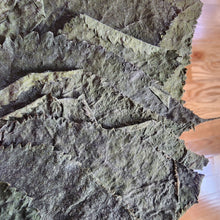 Load image into Gallery viewer, Whole Malaysian Mulberry 10 Leaves-Aquarium Decor-Glass Grown Aquatics-Glass Grown Aquatics-Aquarium live fish plants, decor