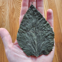 Load image into Gallery viewer, Whole Malaysian Mulberry 10 Leaves-Aquarium Decor-Glass Grown Aquatics-Glass Grown Aquatics-Aquarium live fish plants, decor