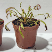 Load image into Gallery viewer, Sundews Assorted Pot 2"-Potted Houseplants-Glass Grown Aquatics-Glass Grown Aquatics-Aquarium live fish plants, decor