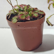 Load image into Gallery viewer, Sundews Assorted Pot 2"-Potted Houseplants-Glass Grown Aquatics-Glass Grown Aquatics-Aquarium live fish plants, decor