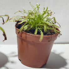 Load image into Gallery viewer, Sundews Assorted Pot 2"-Potted Houseplants-Glass Grown Aquatics-Glass Grown Aquatics-Aquarium live fish plants, decor