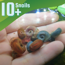Load image into Gallery viewer, Colorful Ramshorn 10+ Snails-Live Animals-Glass Grown-Pack of Ten Snails-Glass Grown Aquatics-Aquarium live fish plants, decor