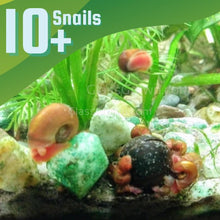 Load image into Gallery viewer, Red Ramshorn 10+ Snails-Live Animals-Glass Grown-Glass Grown Aquatics-Aquarium live fish plants, decor