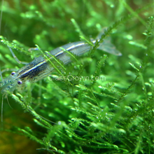 Load image into Gallery viewer, 1 CENT SAMPLE Mystery Moss-Aquatic Plants-Glass Grown Aquatics-Glass Grown Aquatics-Aquarium live fish plants, decor