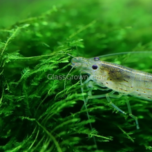 Load image into Gallery viewer, Java Moss 2oz Portion-Aquatic Plants-Glass Grown-2 oz (Condiment Cup)-Glass Grown Aquatics-Aquarium live fish plants, decor