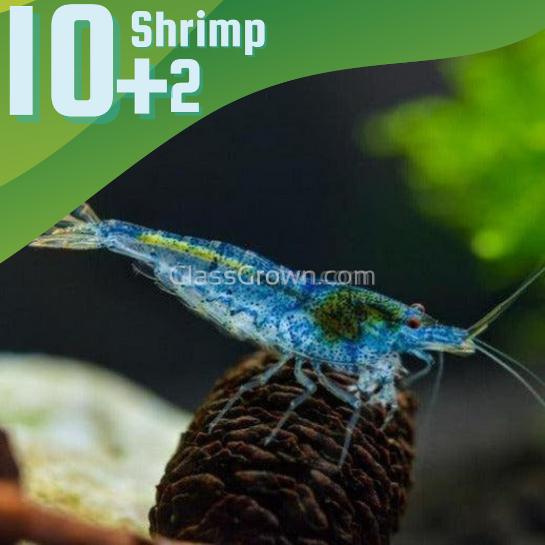 Blue Jelly Dwarf Shrimp 10+ Pack-Live Animals-Glass Grown-10x-Glass Grown Aquatics-Aquarium live fish plants, decor