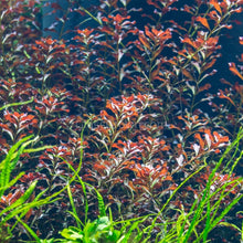 Load image into Gallery viewer, 1 CENT SAMPLE Mystery Red Stem Plant-Aquatic Plants-Glass Grown Aquatics-Glass Grown Aquatics-Aquarium live fish plants, decor