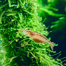 Load image into Gallery viewer, Java Moss 2oz Portion-Aquatic Plants-Glass Grown-2 oz (Condiment Cup)-Glass Grown Aquatics-Aquarium live fish plants, decor