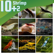 Load image into Gallery viewer, Skittles Dwarf Shrimp 10+ Pack-Live Animals-Glass Grown-10x-Glass Grown Aquatics-Aquarium live fish plants, decor