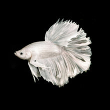Load image into Gallery viewer, Male Snow White Halfmoon Betta-Live Animals-Glass Grown Aquatics-Glass Grown Aquatics-Aquarium live fish plants, decor
