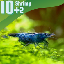 Load image into Gallery viewer, Midnight Blue Dwarf Shrimp 10+ Pack-Live Animals-Glass Grown-10x-Glass Grown Aquatics-Aquarium live fish plants, decor